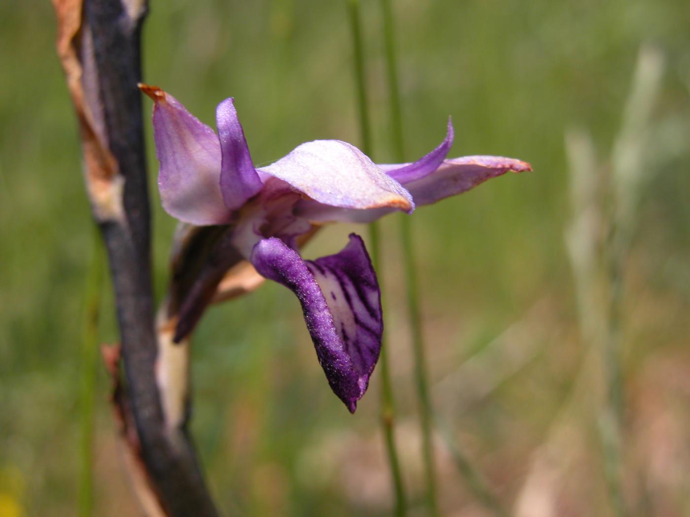 Limodore, Violet flower